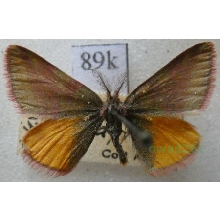 Lythria cruentaria (Hufnagel, 1767) Sudamek szczawiak Slovakia89k
